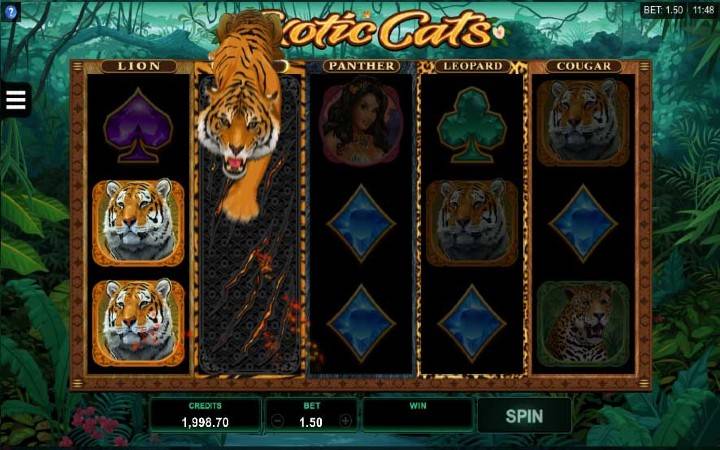 Online Casino Bonus, Exotic Cats