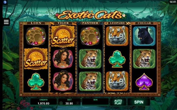 Exotic Cats, Kockanje, online casino bonus