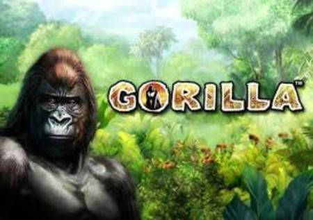 Gorilla