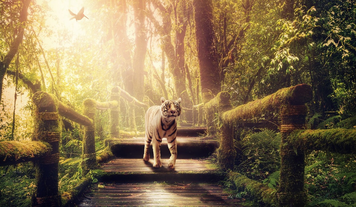 Džungla-online casino bonus-kazino